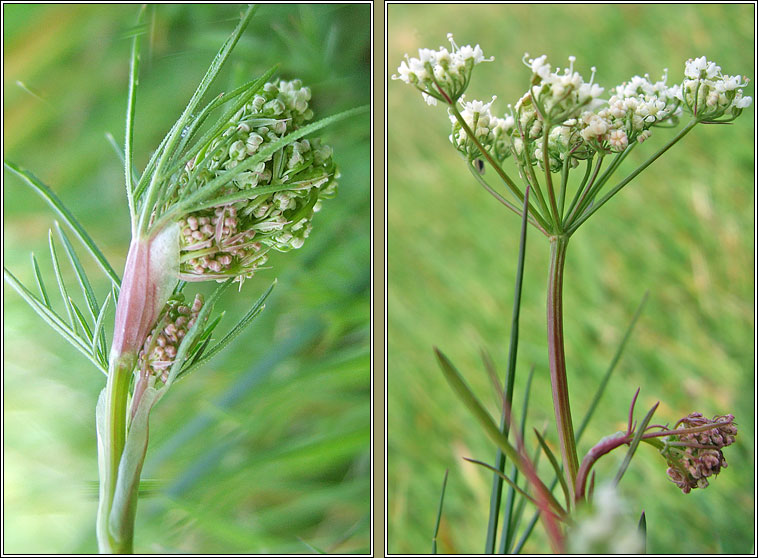 Pignut, Conopodium majus