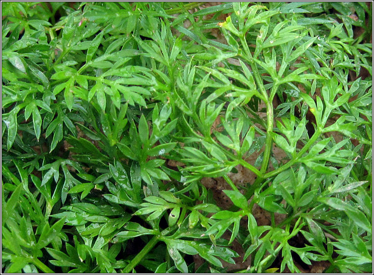 Pignut, Conopodium majus