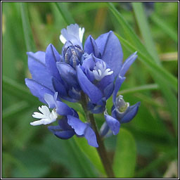 Chalk Milkwort, Polygala calcarea