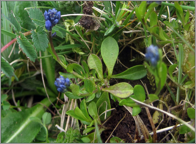 Chalk Milkwort, Polygala calcarea