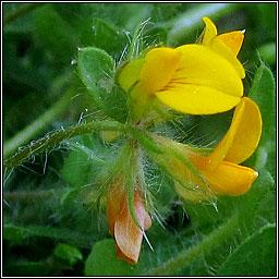 Hairy Bird's-foot-trefoil, Lotus subbiflorus