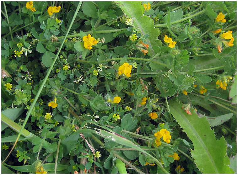 Hairy Bird's-foot-trefoil, Lotus subbiflorus