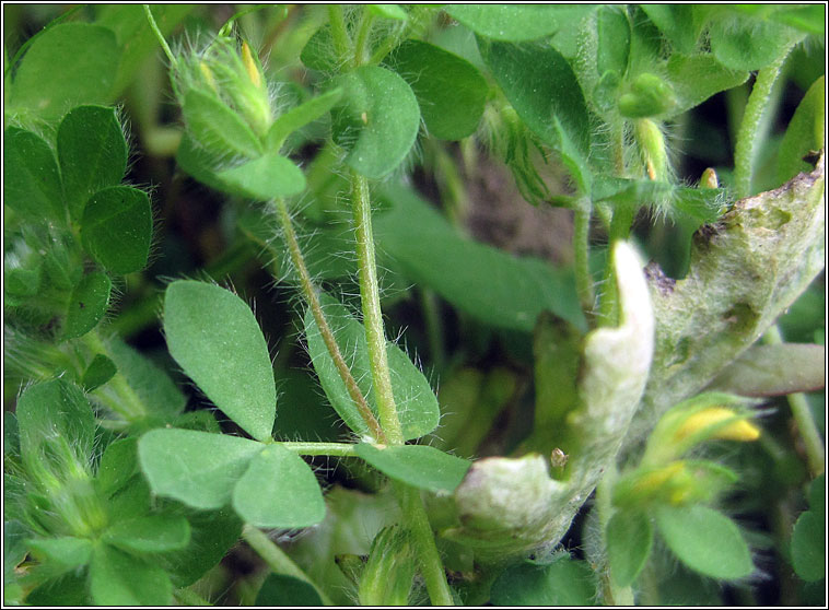 Hairy Bird's-foot-trefoil, Lotus subbiflorus