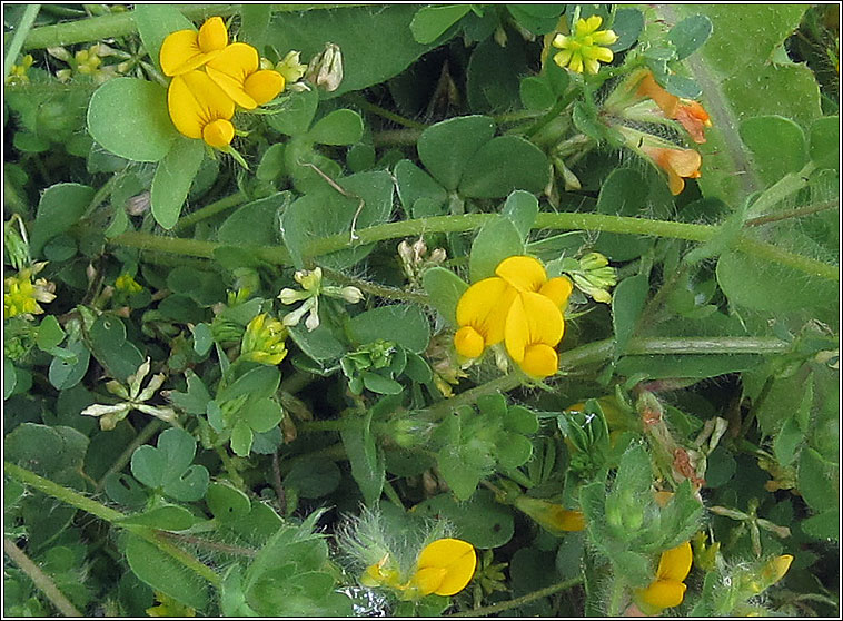 Hairy Bird's-foot-trefoil, Lotus subbiflorus