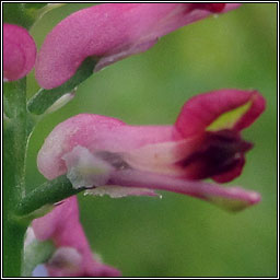 Common Fumitory, Fumaria officinalis