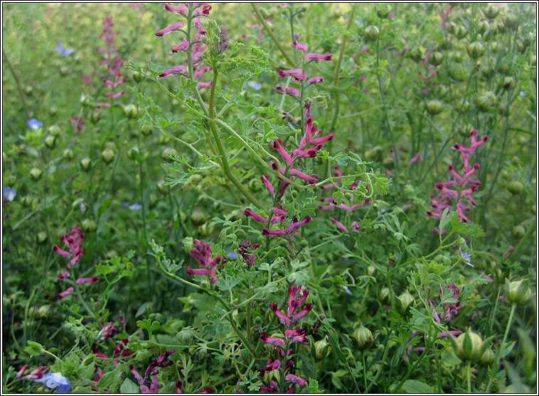 Common Fumitory, Fumaria officinalis