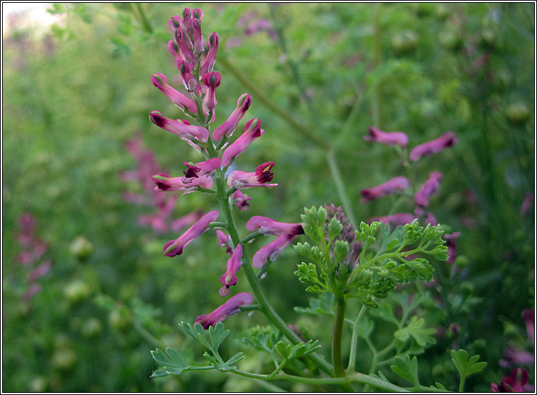 Common Fumitory, Fumaria officinalis