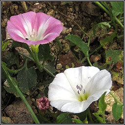 Field Bindweed, Convolvulus arvensis