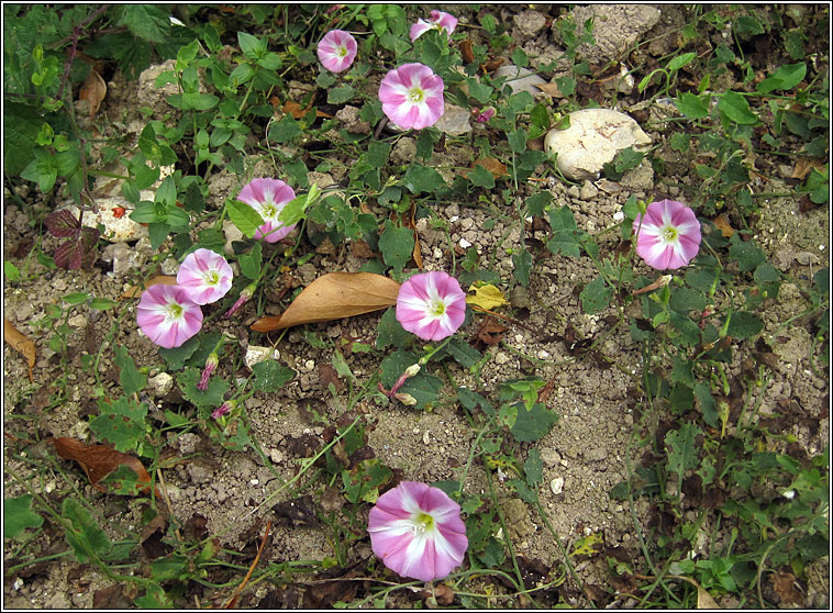 Field Bindweed, Convolvulus arvensis