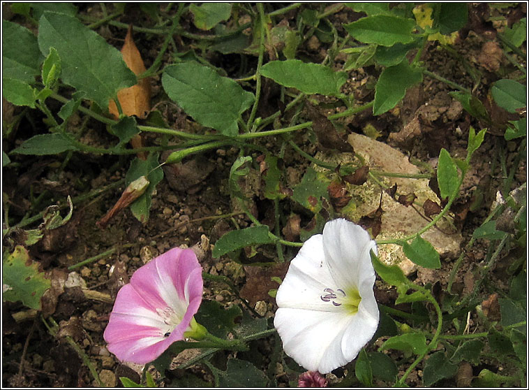 Field Bindweed, Convolvulus arvensis