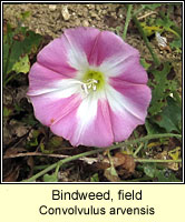 Bindweed, field, Convolvulus arvensis