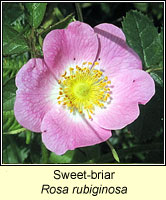 rose, Sweet-briar, Rosa rubiginosa