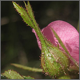 Sweet-briar, Rosa rubiginosa