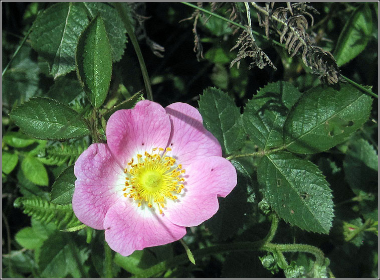 Sweet-briar, Rosa rubiginosa