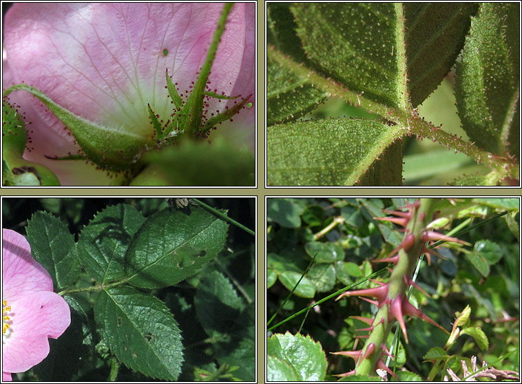 Sweet-briar, Rosa rubiginosa