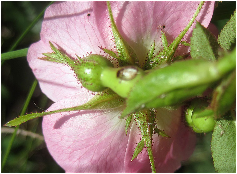 Sweet-briar, Rosa rubiginosa