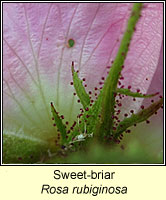 rose, Sweet-briar, Rosa rubiginosa