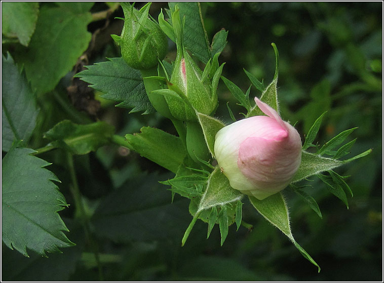 Dog-rose, Rosa canina