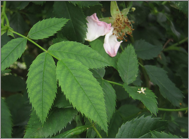 Dog-rose, Rosa canina