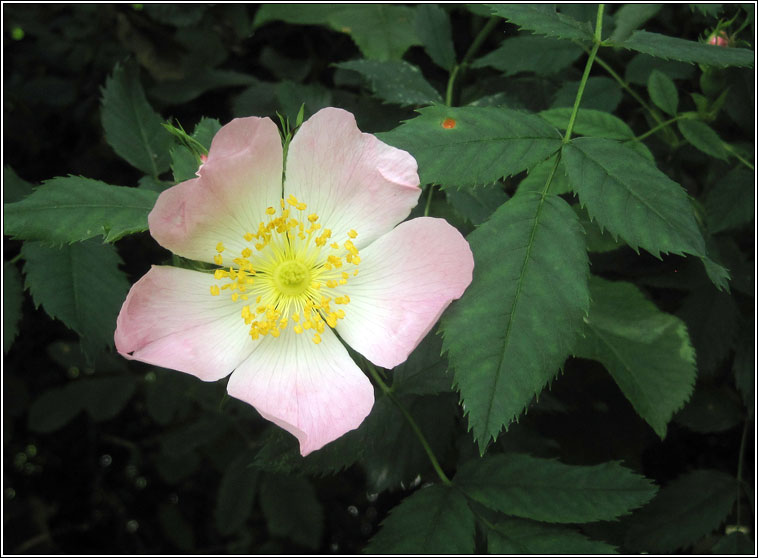 Dog-rose, Rosa canina