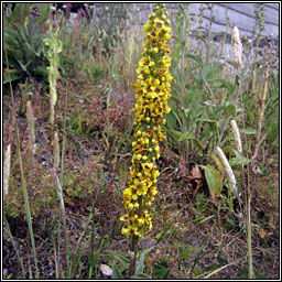 Dark Mullein, Verbascum nigrum