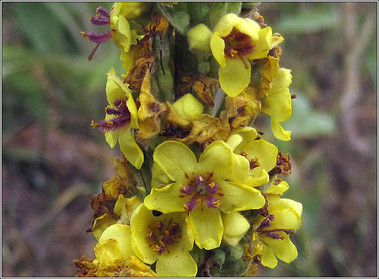 Dark Mullein, Verbascum nigrum