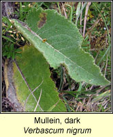 Mullein, dark, Verbascum nigrum