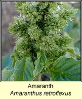 Amaranth, Amaranthus retroflexus