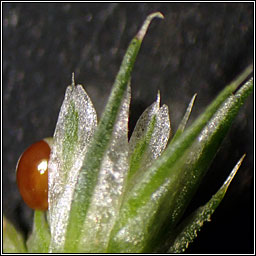 Amaranth, Amaranthus retroflexus