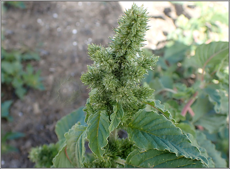 Amaranth, Amaranthus retroflexus