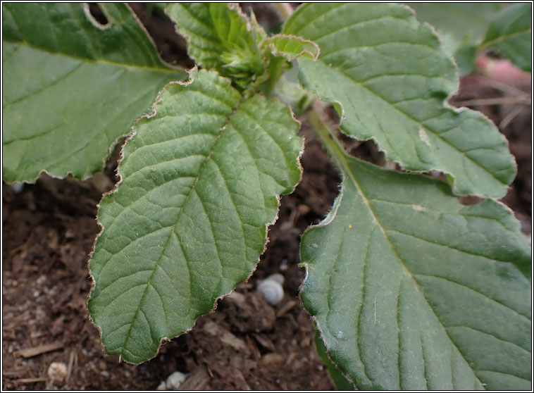 Amaranth, Amaranthus retroflexus