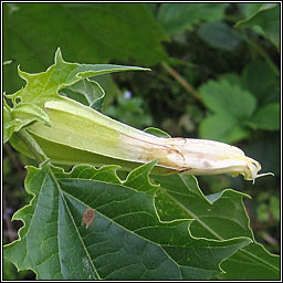 Thorn Apple, Datura stramonium