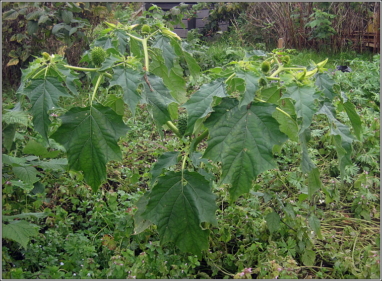 Thorn Apple, Datura stramonium