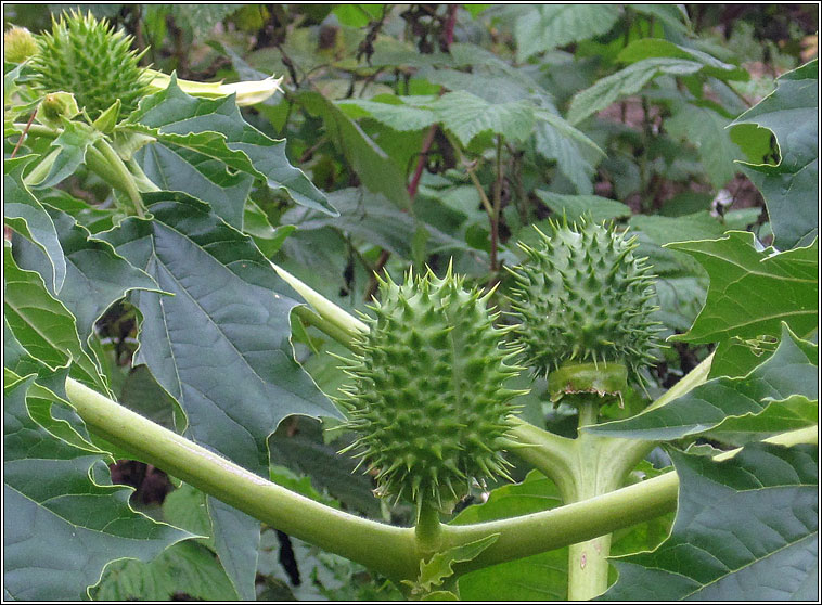 Thorn Apple, Datura stramonium