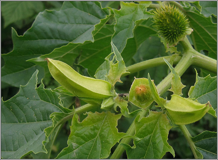 Thorn Apple, Datura stramonium