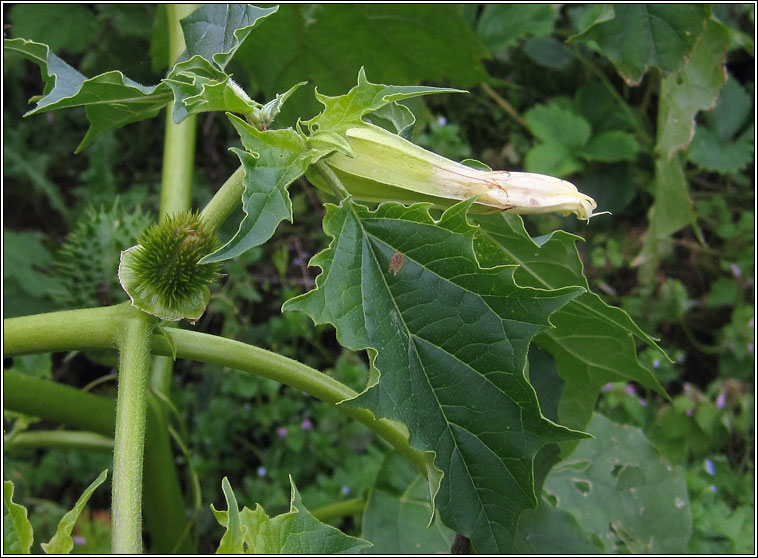 Thorn Apple, Datura stramonium