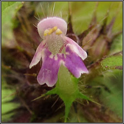 Bifid Hemp-nettle, Galeopsis bifida