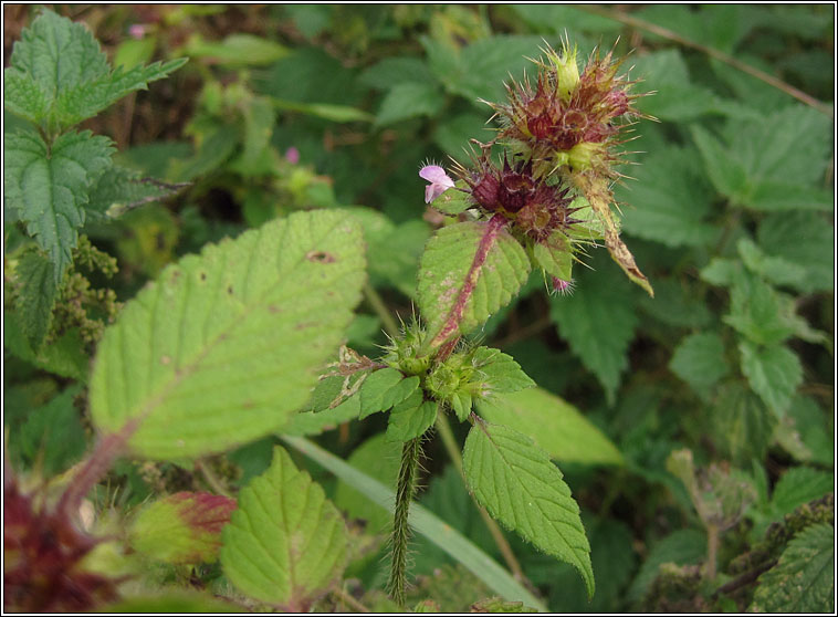 Bifid Hemp-nettle, Galeopsis bifida