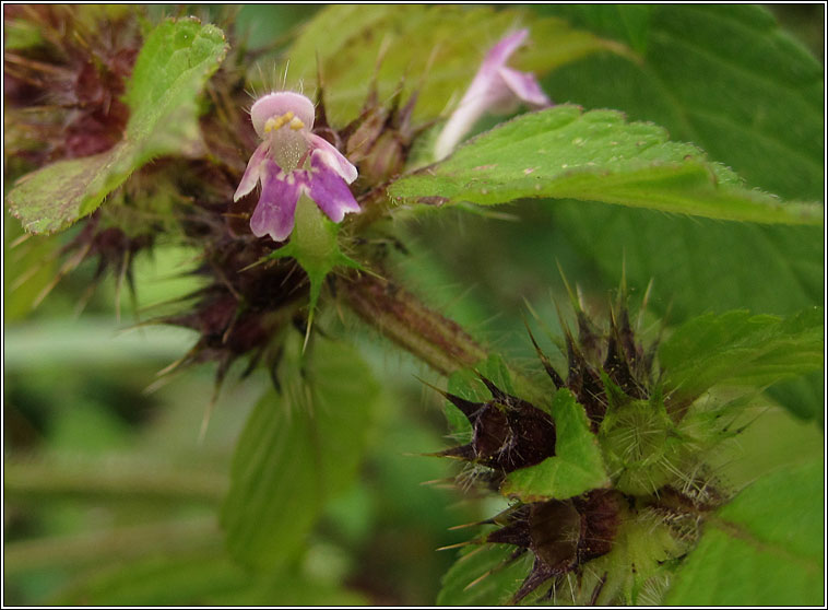 Bifid Hemp-nettle, Galeopsis bifida