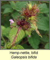 Hemp-nettle, bifid, Galeopsis bifida