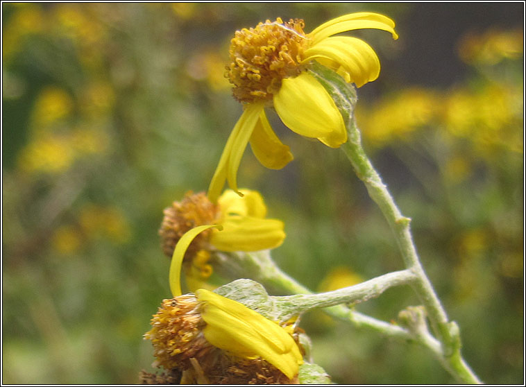 Silver Ragwort x Common Ragwort, Senecio cineraria x S. jacobaea (S. x albescens)