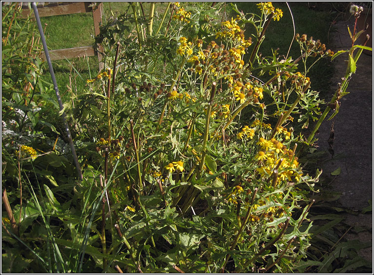 Silver Ragwort x Common Ragwort, Senecio cineraria x S. jacobaea (S. x albescens)