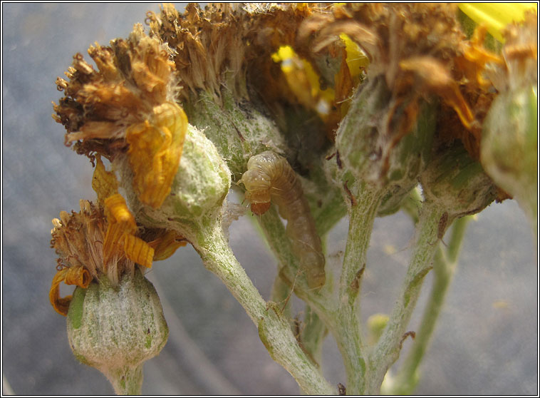 Silver Ragwort x Common Ragwort, Senecio cineraria x S. jacobaea (S. x albescens)