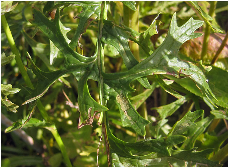 Silver Ragwort x Common Ragwort, Senecio cineraria x S. jacobaea (S. x albescens)