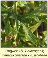 Ragwort, Senecio x albescens