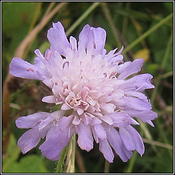 Field Scabious, Knautia arvensis