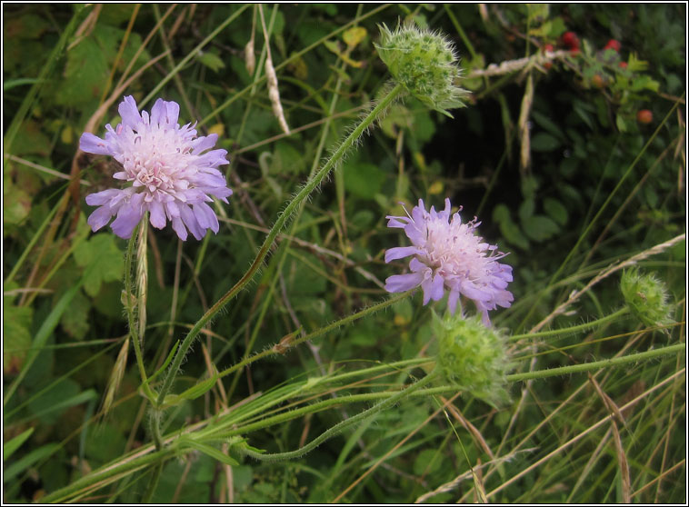 Field Scabious, Knautia arvensis