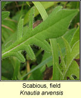 Scabious, field, Knautia arvensis