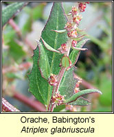 Orache, Babington's, Atriplex glabriuscula