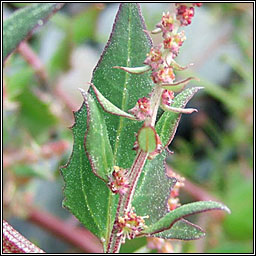 Babington's Orache, Atriplex glabriuscula